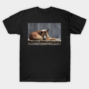 Dingo T-Shirt